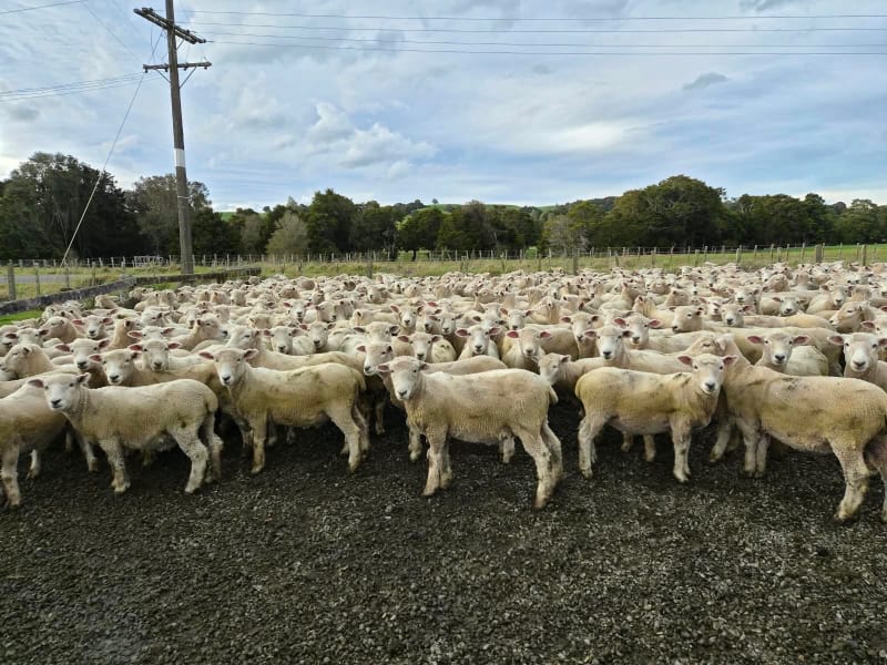Wether Lambs