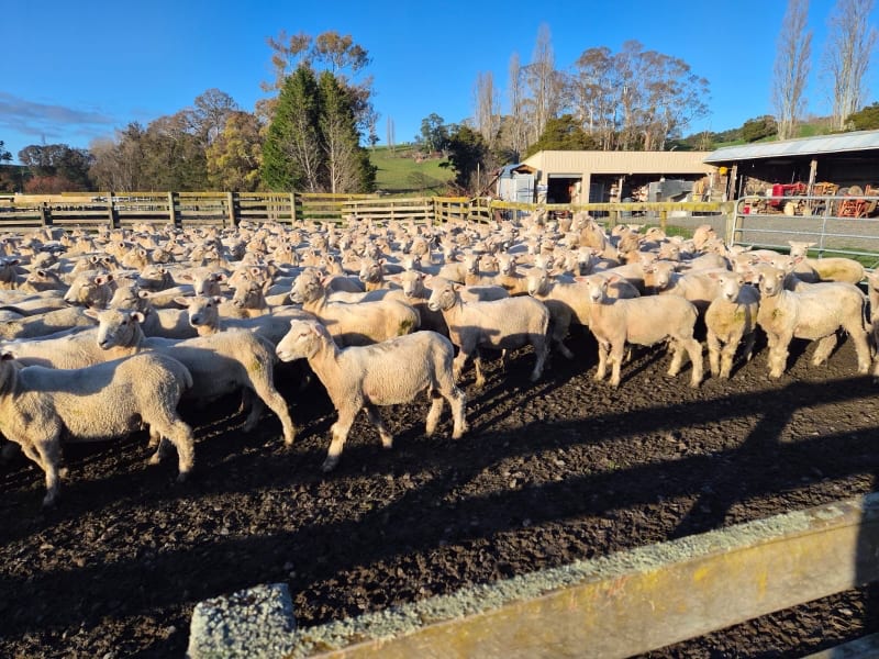 720 Wether Lambs