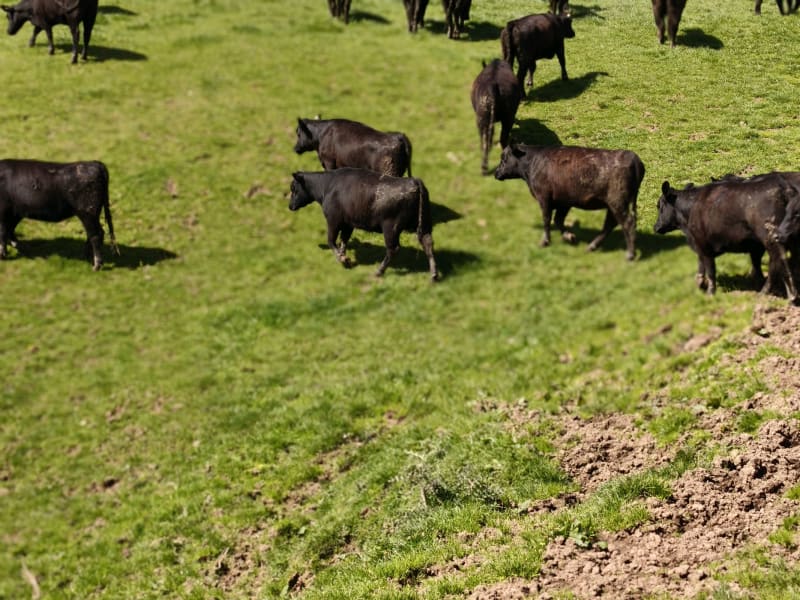 49 R2 Heifers