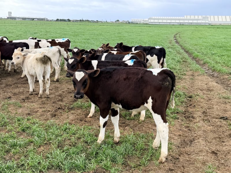 65 Weaner Bulls