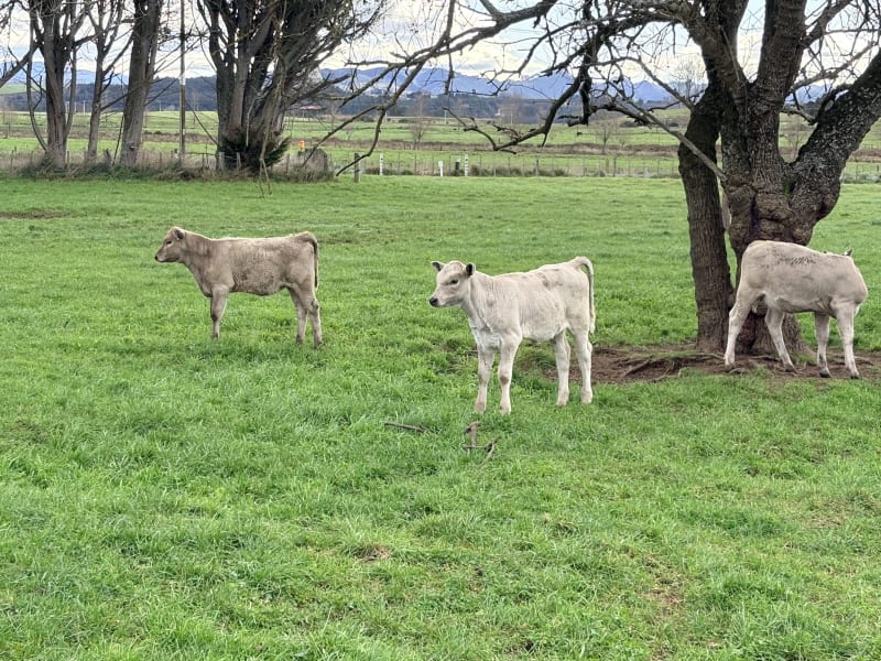 40 Weaner Heifers
