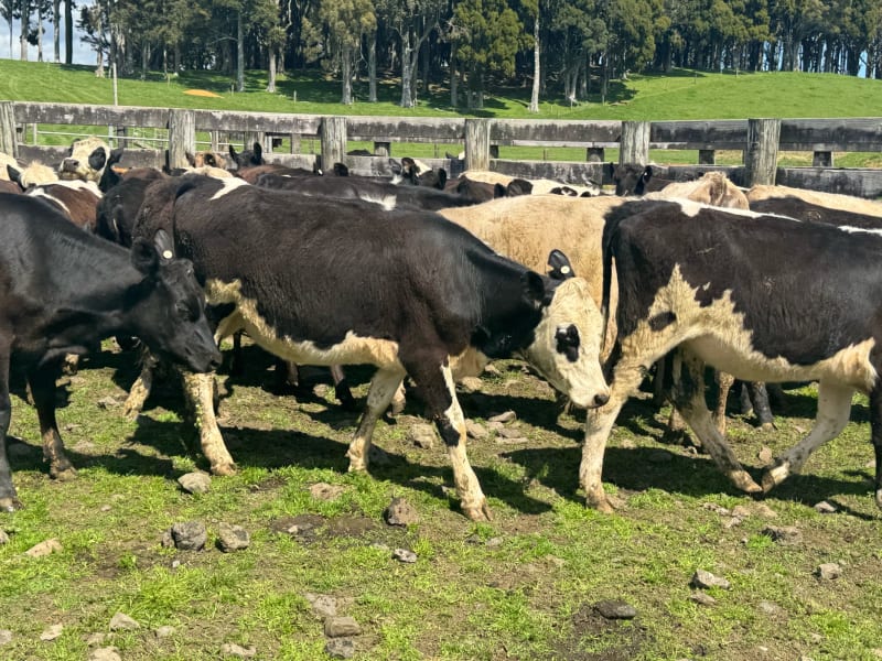 46 R1 Heifers