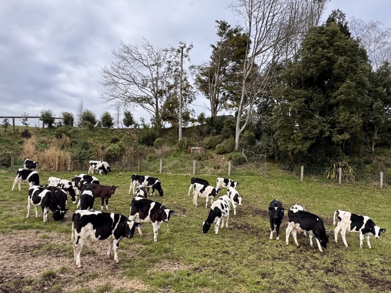 32 Weaner Bulls