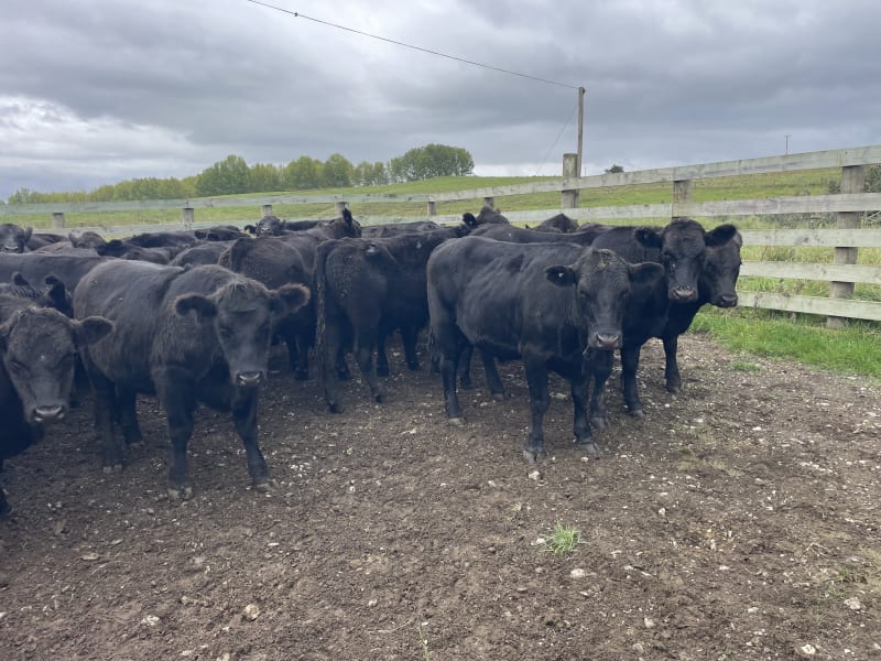 16 R2 Heifers