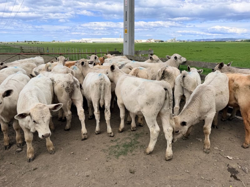 34 Weaner Bulls