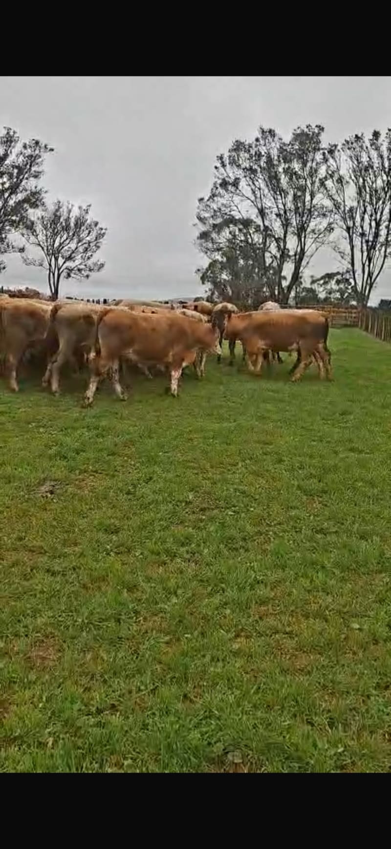 29 R1 Steers