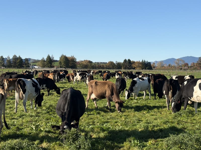 150 Mixed Age Cows