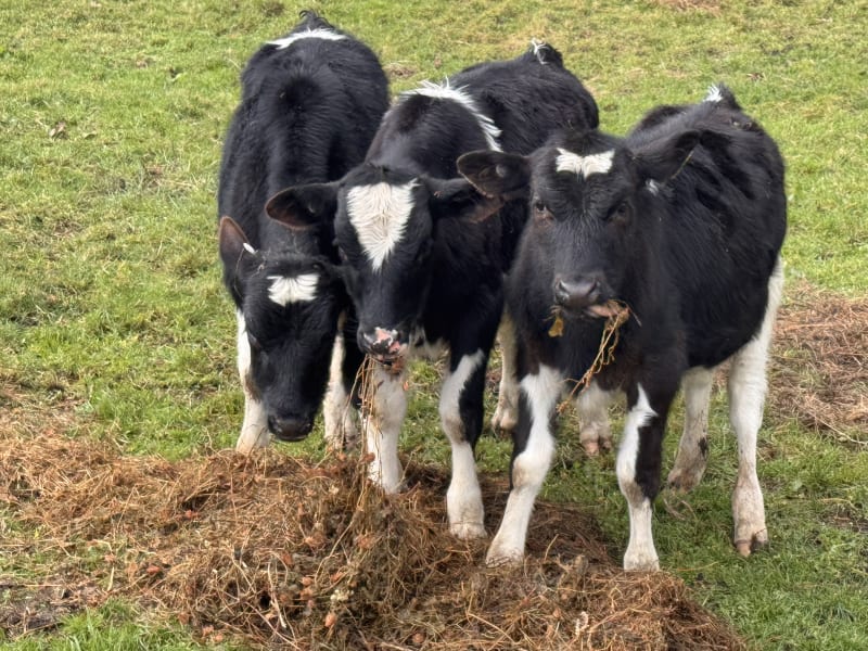 27 Weaner Bulls