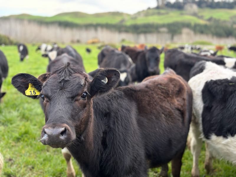 50 Weaner Heifers