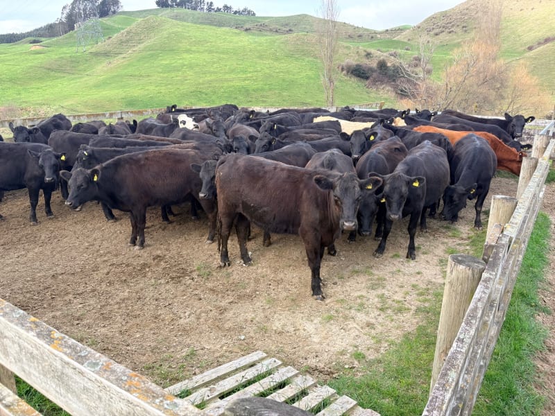 46 R2 Heifers