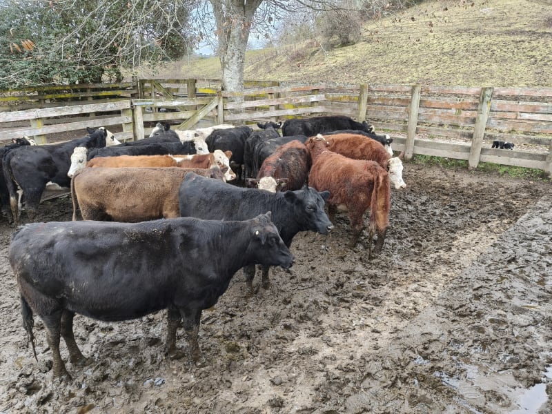 21 R2 Heifers