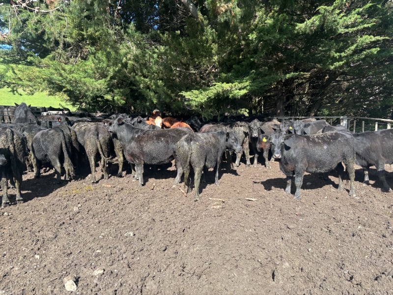 250 R2 Steers