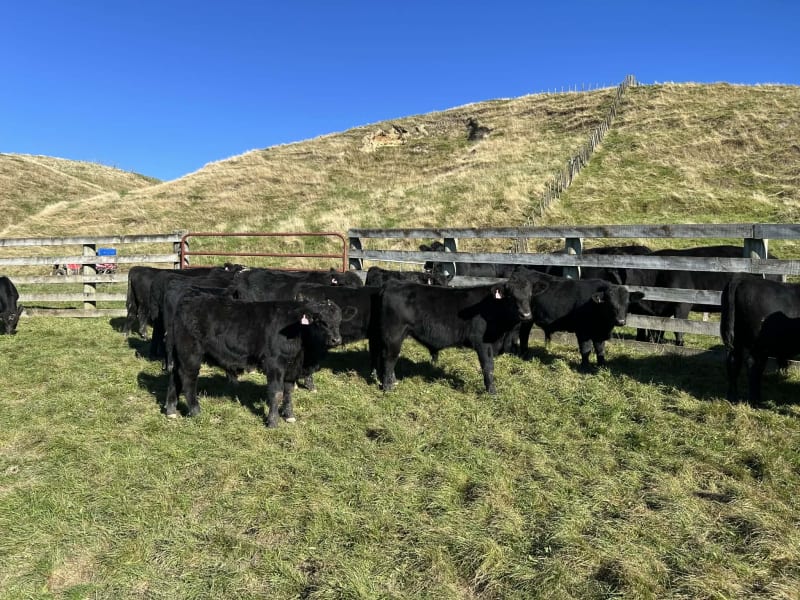 Weaner Bulls