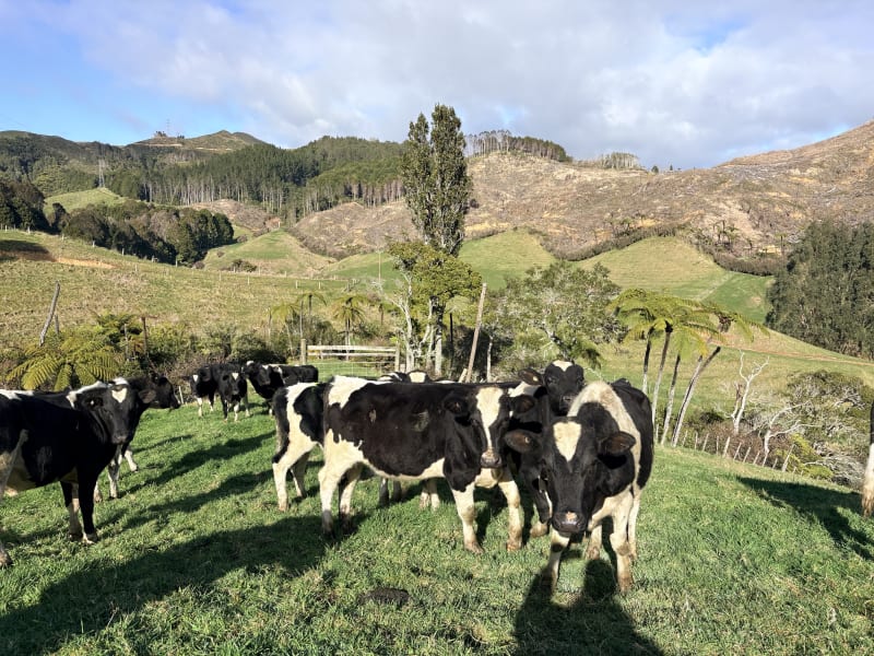 75 R1 Bulls