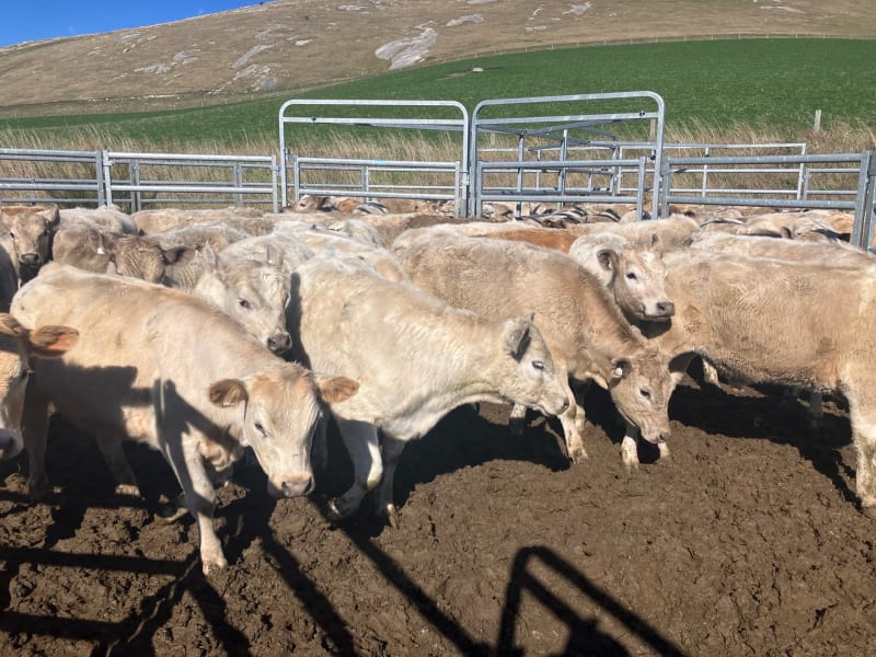 R1 Steers