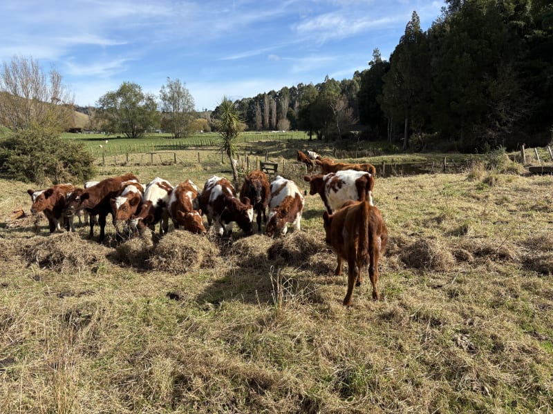 28 Weaner Bulls