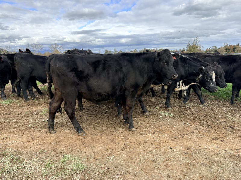 18 R2 Steers