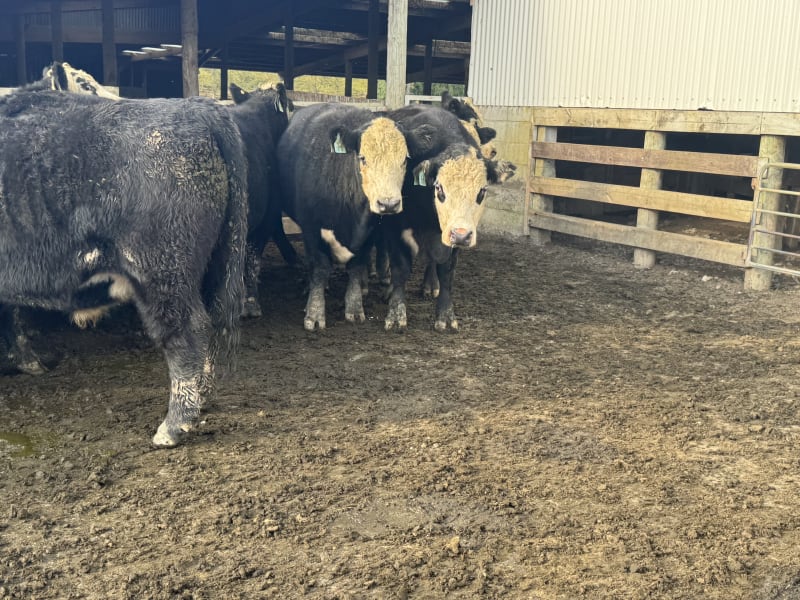 24 R2 Steers