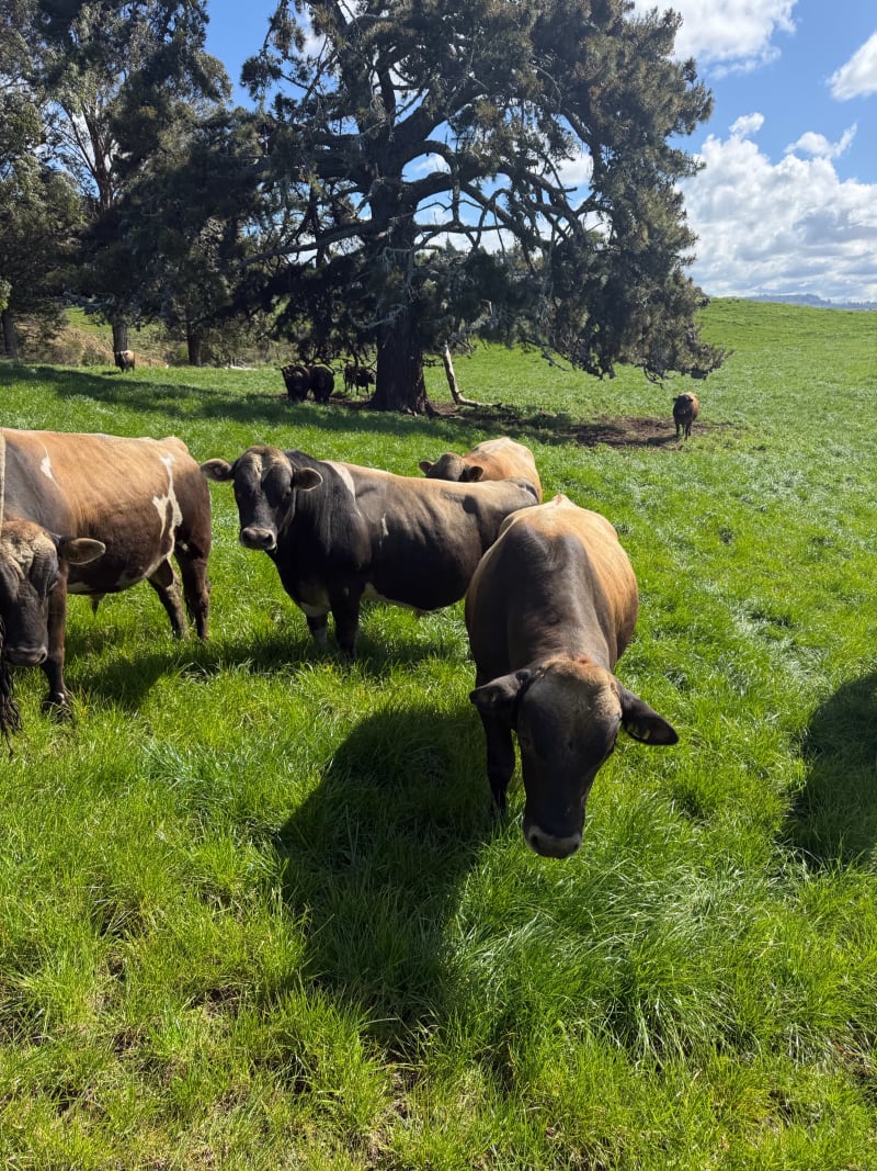 28 R2 Bulls