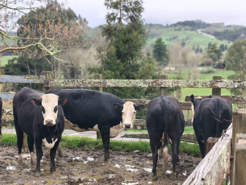 7 R2 Heifers