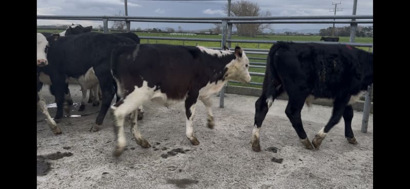 22 Weaner Bulls