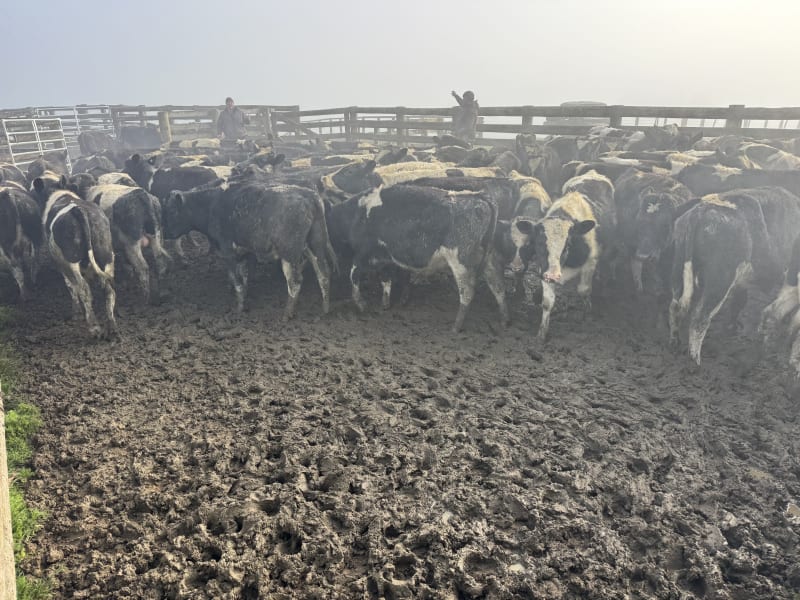 50 R1 Bulls