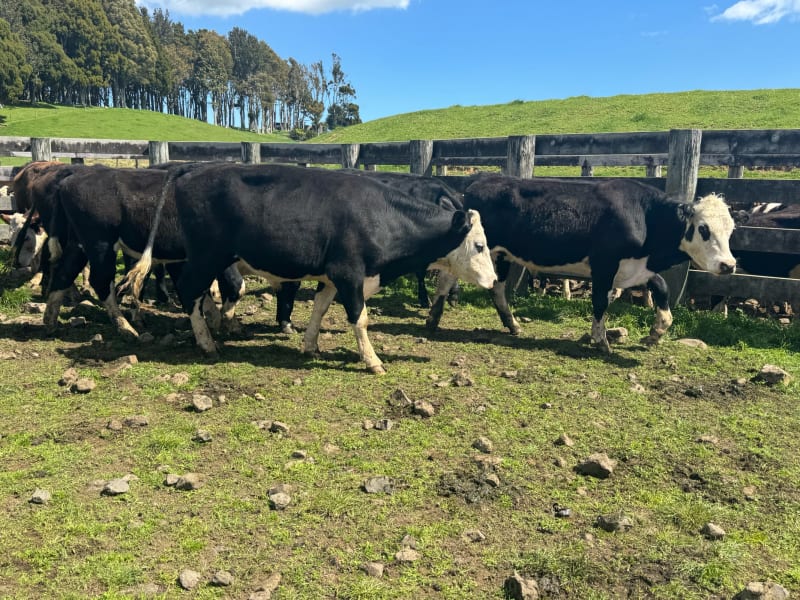 21 R2 Heifers
