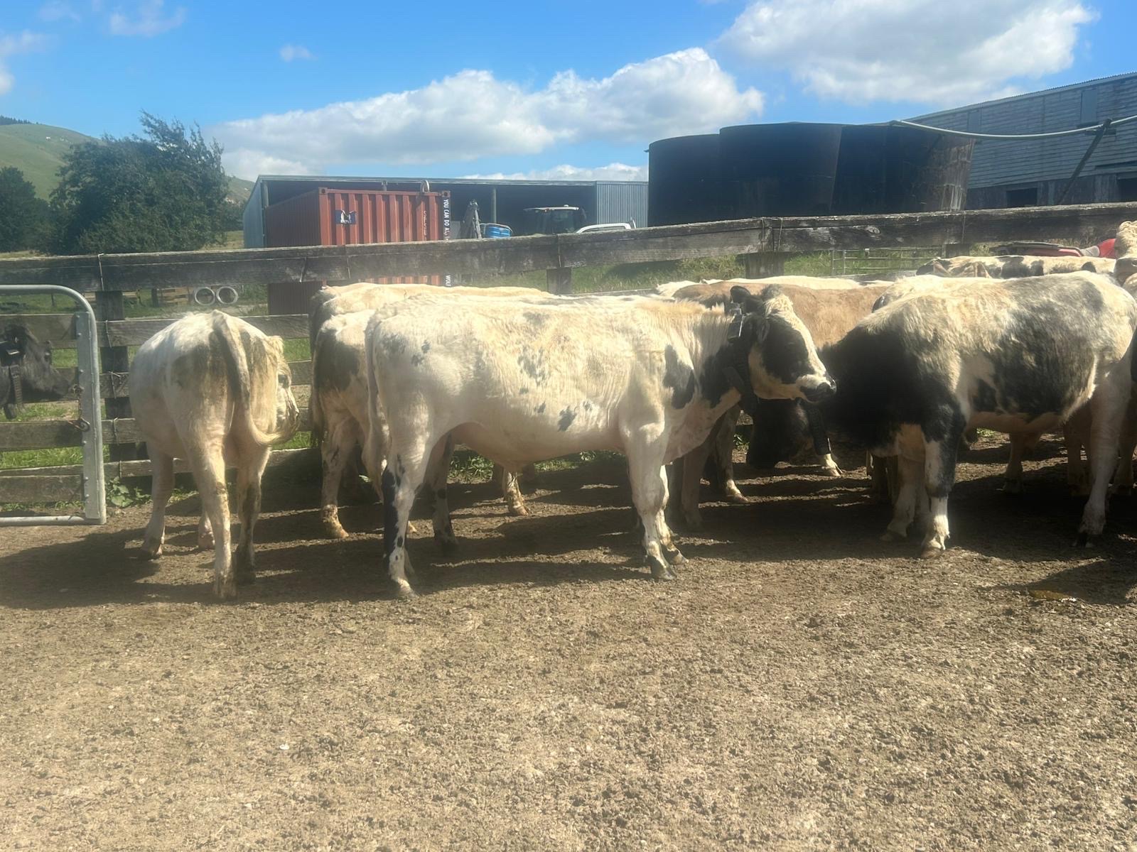 Autumn born beef x bulls  - Image #1