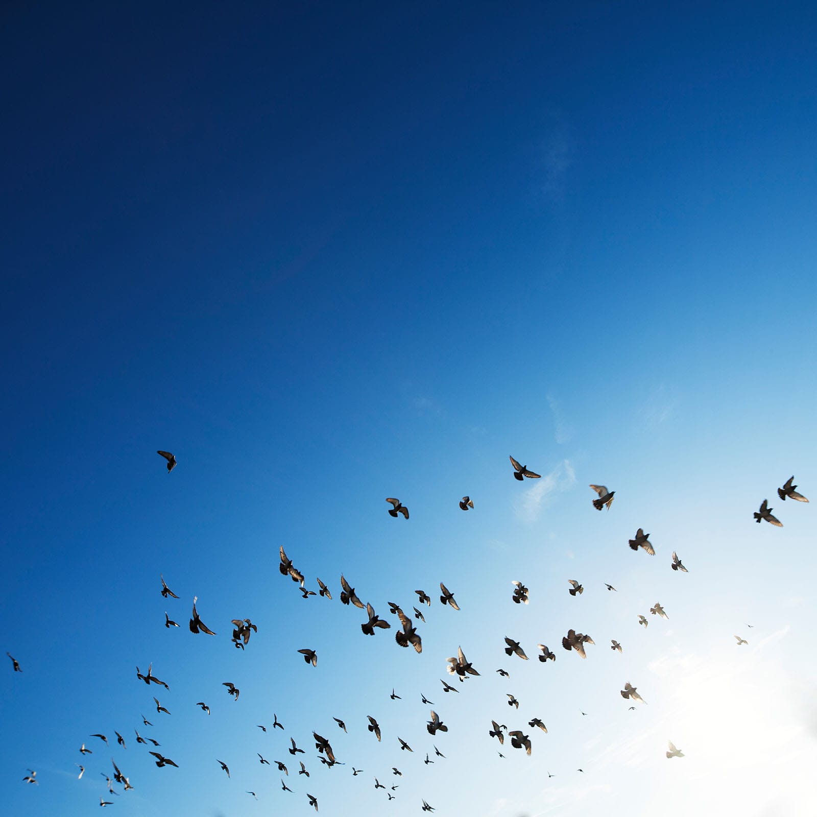 SPREAD YOUR WINGS AND LEARN ALL ABOUT ANGEL INVESTORS