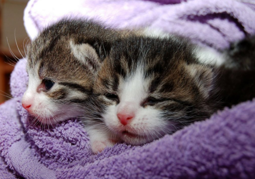 A pair of kittens swaddled in a purple towel.
