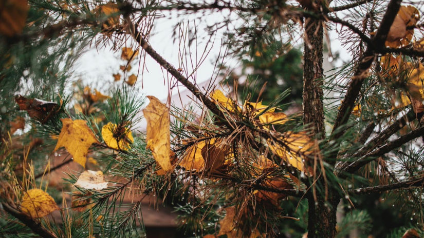 Seasonal Storage Tips