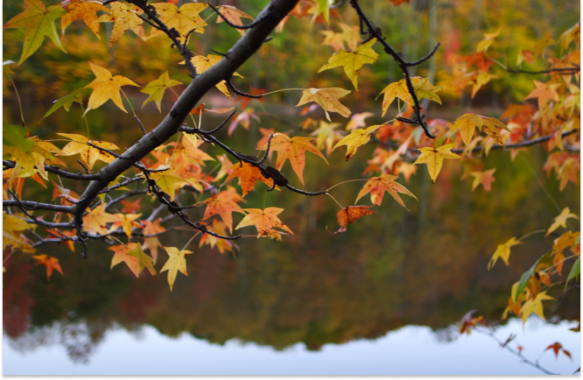 Tree with leafs falling in the Fall