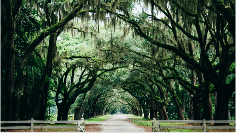 beautiful green trees and draping leaves over a white picket fence and a dirt street