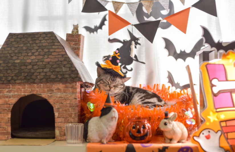 A cat with a witch's hat, surrounded by Halloween decorations.