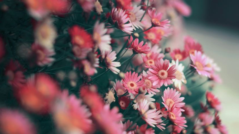 Valentine’s Day flowers outside a storage unit in Wake Forest NC