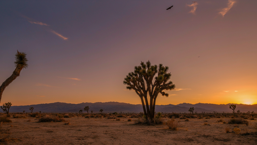Indoor Vehicle Storage in Yucca Valley