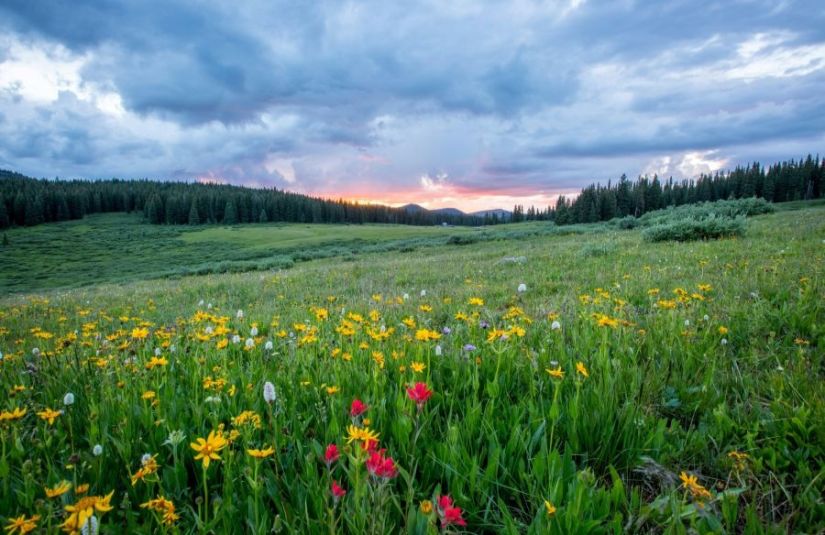 A field of wildflowers under a cloudy sky with a sunset.
