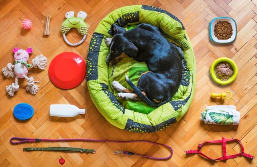 A dog lying in its bed on a hardwood floor, surrounded by neat rows of pet supplies.