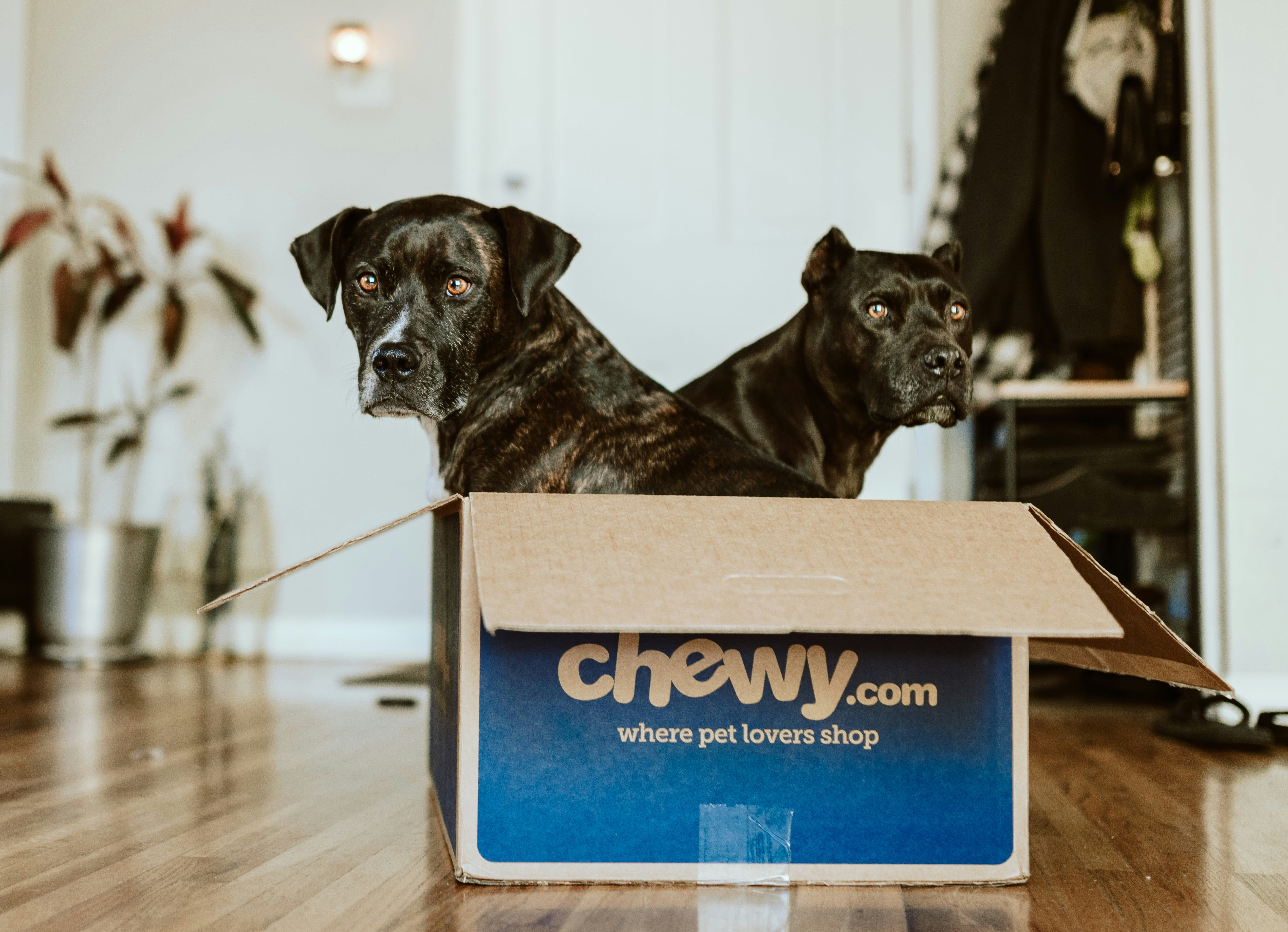 Moving to San Antonio with Pets Lockaway Storage
