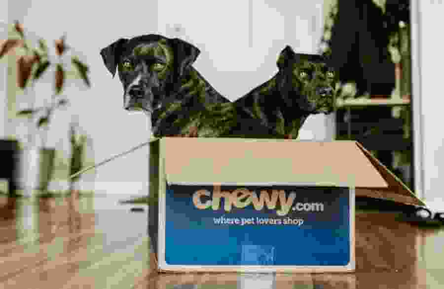 Two black dogs sitting inside a cardboard chewy.com box.