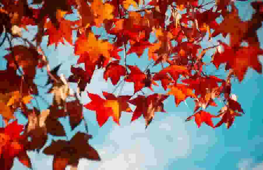 Red and orange autumn leaves against a blue sky.