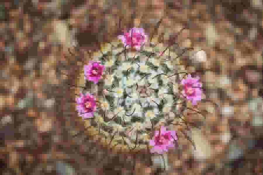 A blooming cactus seen from above.