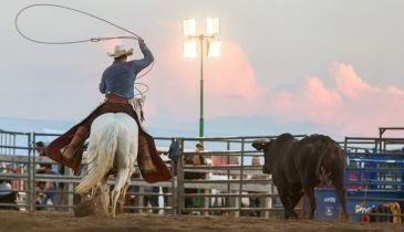 A rodeo rider aims a lasso at a bull.