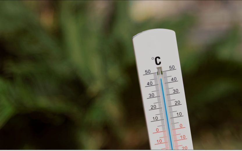 white thermometer outside with green plant background