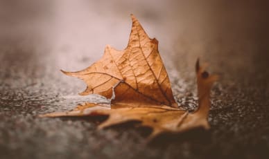 app_store_seasonality