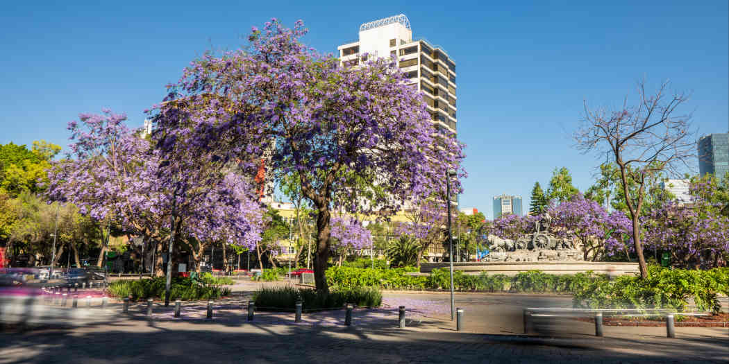 Roma & Condesa, Mexico City