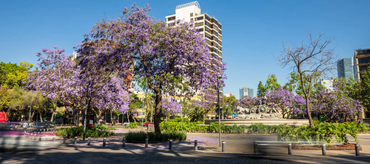 Roma & Condesa, Mexico City