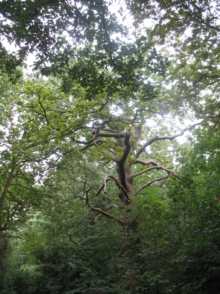 Oxleas Wood