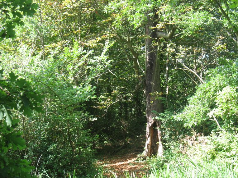 Dacres Wood Nature Reserve