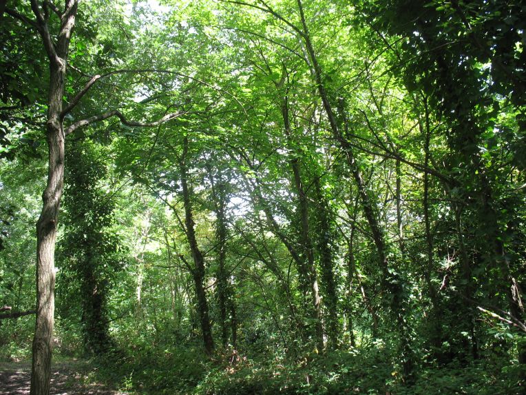 Dacres Wood